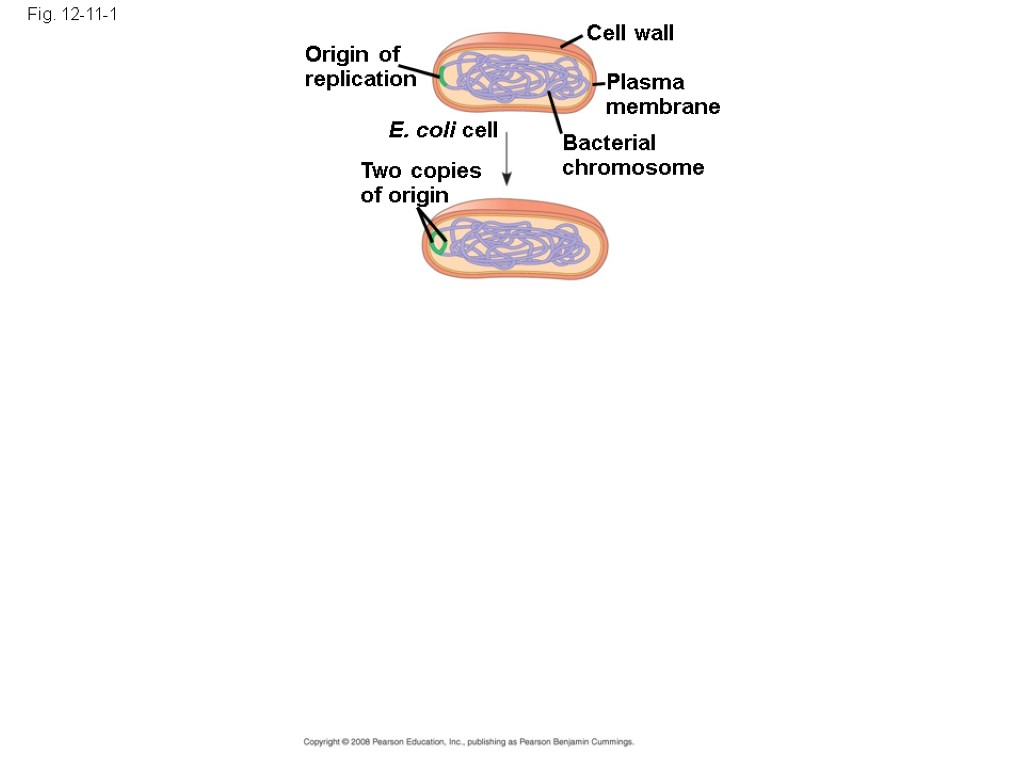 Fig. 12-11-1 Origin of replication Two copies of origin E. coli cell Bacterial chromosome